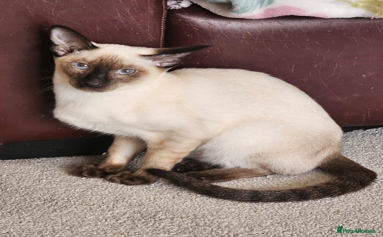 Siamese cats - Advert 3