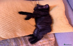 Mixed Breed cats for sale: Gorgeous fluffy kittens looking for a forever home - Image 2