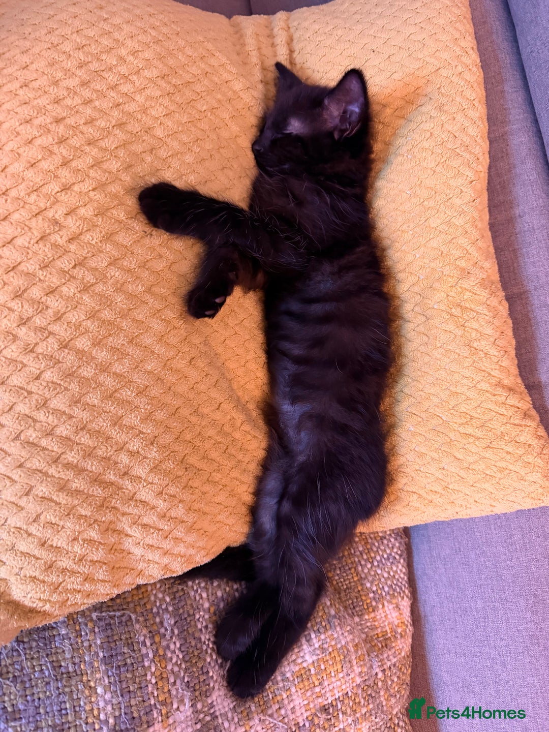 Mixed Breed cats for sale: Gorgeous fluffy kittens looking for a forever home - Image 2