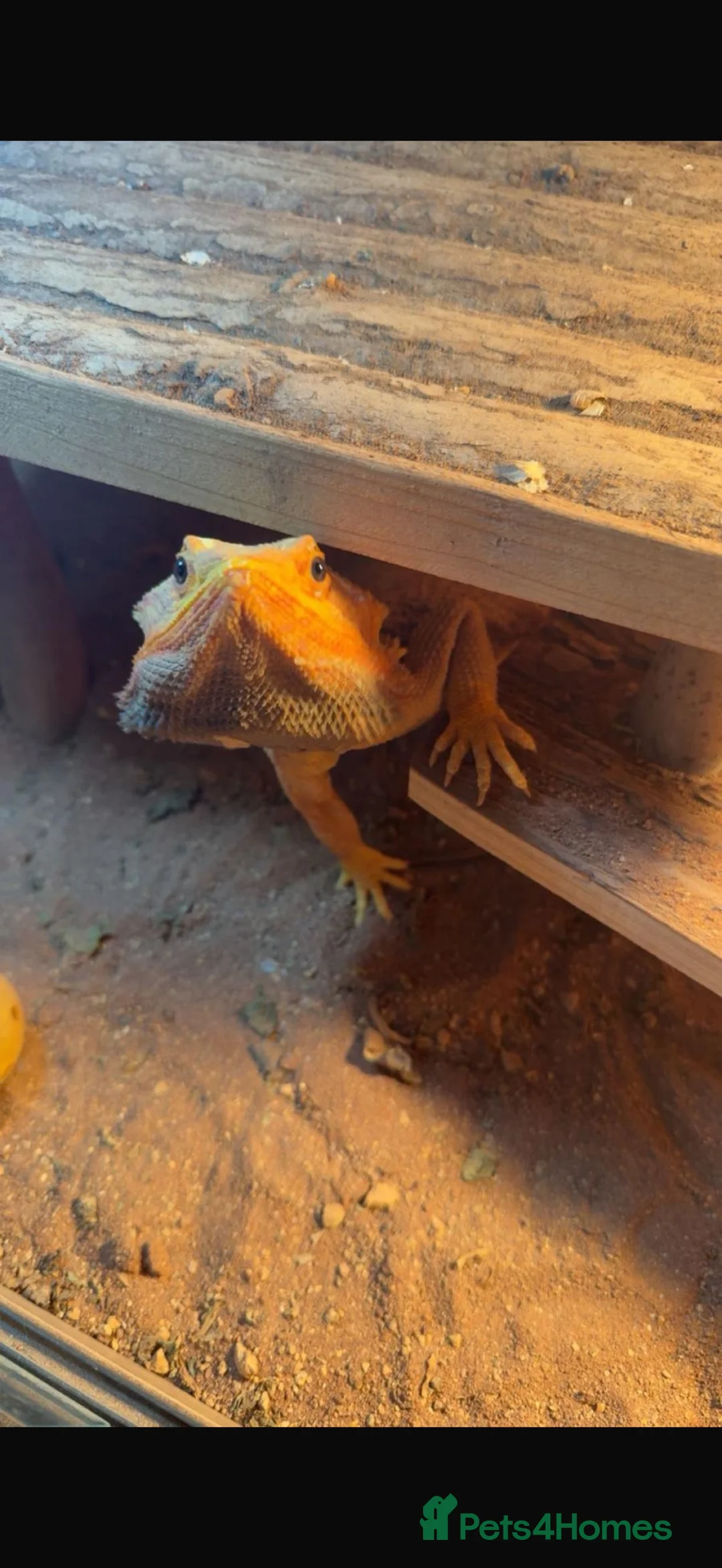 Bearded Dragon reptiles for sale: Beautiful orange bearded dragon - Advert 2