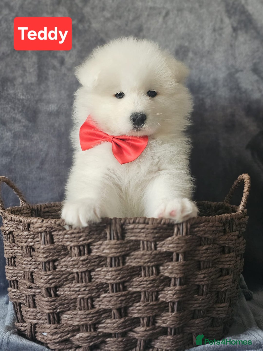 Samoyed dogs for sale: Beautiful Samoyed Puppies! ✨* - Image 9