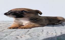 Mixed Breed dogs for sale: Cracking terrier pups - Image 3