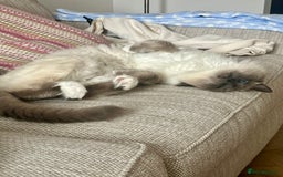 Ragdoll cats for sale: Gorgeous Mitted Bluepoint Ragdoll - Image 17