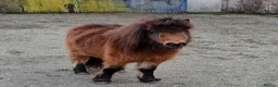 Shetland pony horses for sale: Registered miniature Shetland  - Advert 3