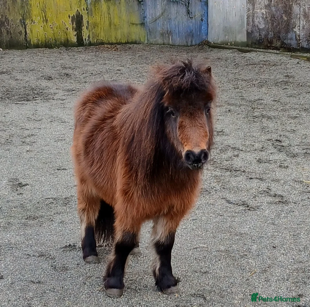 Shetland pony horses for sale: Registered miniature Shetland  - Advert 3