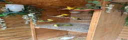 Canaries birds for sale: Raza Espanola Canaries in Newcastle upon Tyne - Advert 9