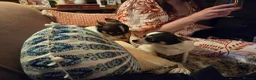 Chihuahua dogs for stud: Beautiful Chocolate and White Deer Head Chihuahua - Advert 6