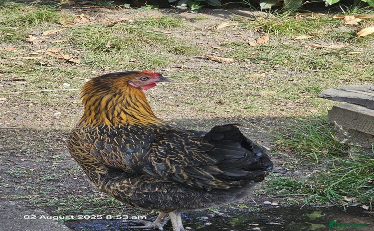Chickens poultry - Advert 1
