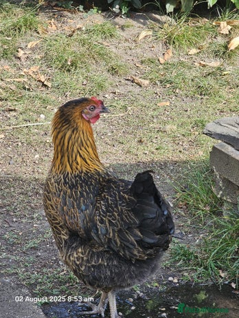Chickens poultry - Advert 1