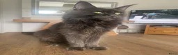 Maine Coon cats for sale: 7 GCCF registered Maine coon boys. - Advert 21