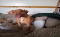 Mixed Breed dogs for sale: Leah hungarian vizsla x - Image 1