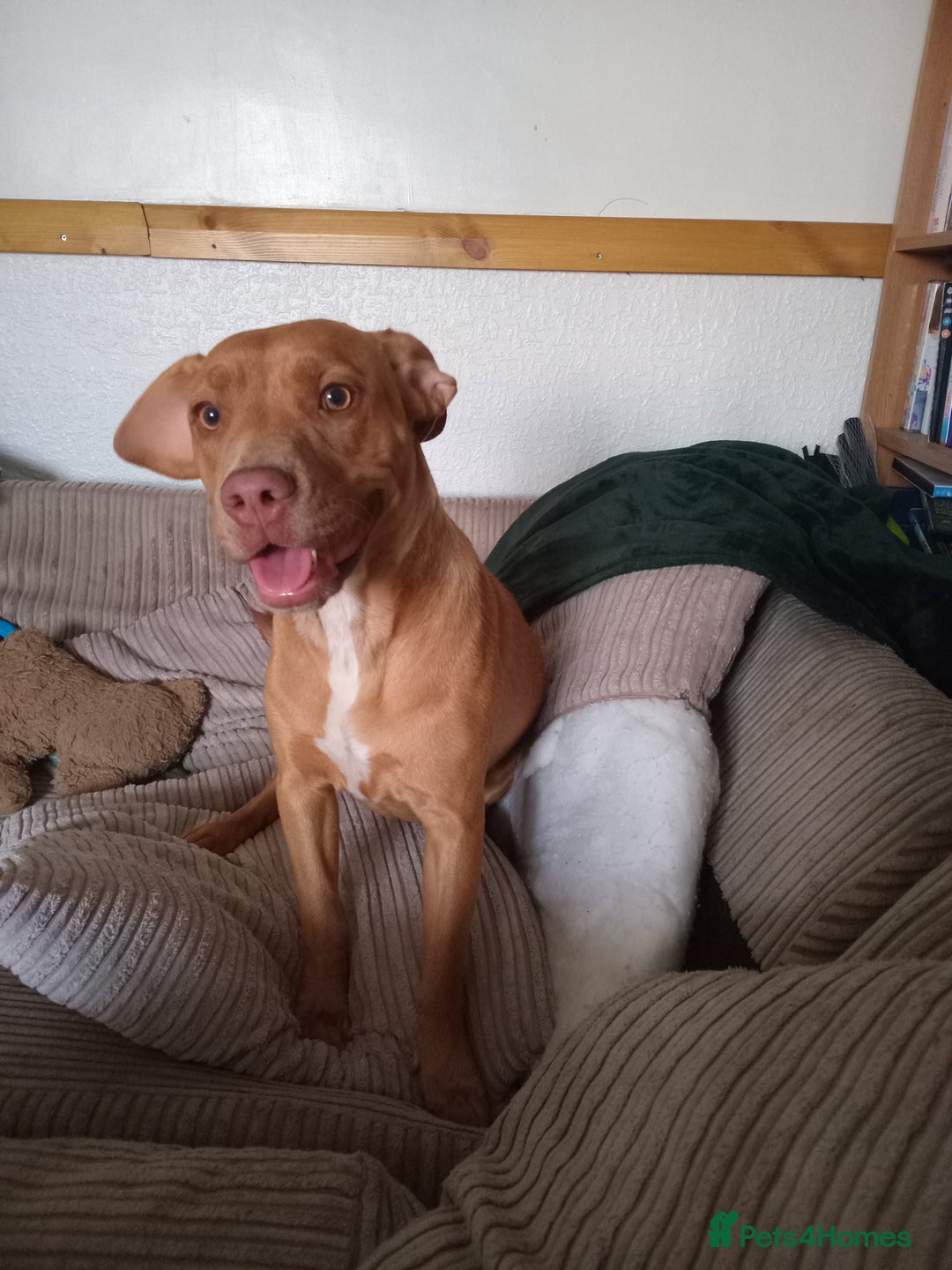 Mixed Breed dogs for sale: Leah hungarian vizsla x - Image 1