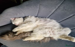 Ragdoll cats for sale: Gorgeous Ragdoll x Persian boy  - Image 2