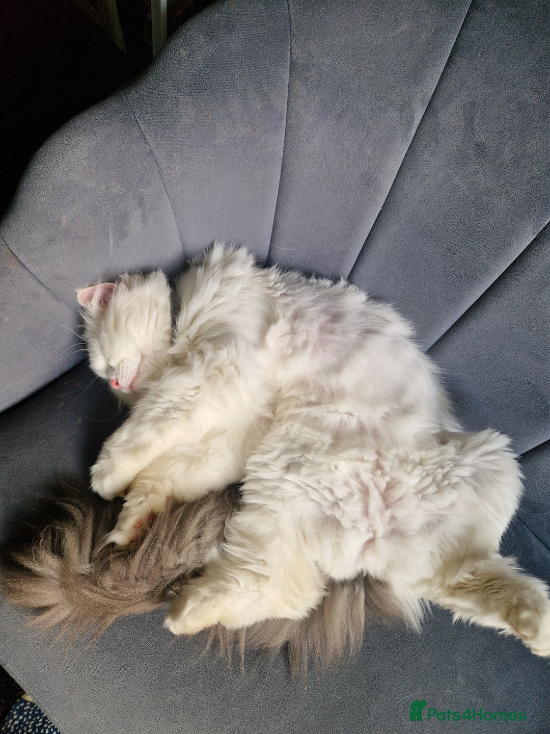 Ragdoll cats for sale: Gorgeous Ragdoll x Persian boy  - Image 2
