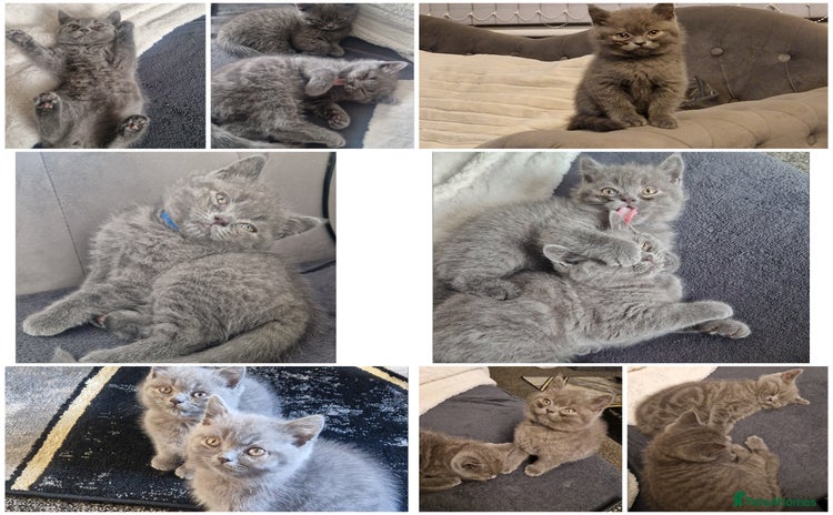 British Shorthair cats - Advert 16