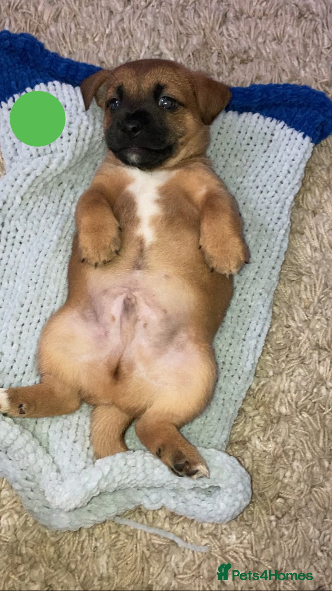 Jack Russell dogs for sale: Boy Jack russell puppies  - Advert 3