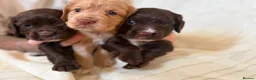 Cocker Spaniel dogs for sale: 💥 KC Registered, Health checked Cocker Spaniels💥 in Ipswich - Advert 1