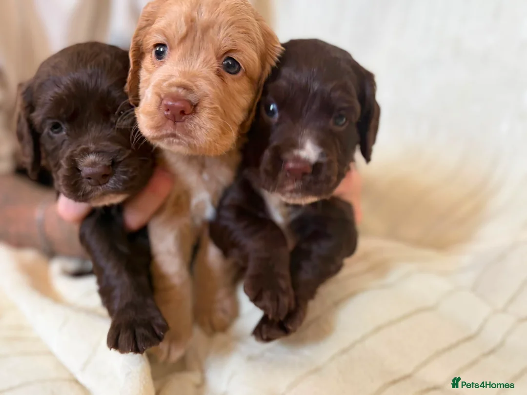Cocker Spaniel dogs for sale: 💥 KC Registered, Health checked Cocker Spaniels💥 in Ipswich - Advert 1
