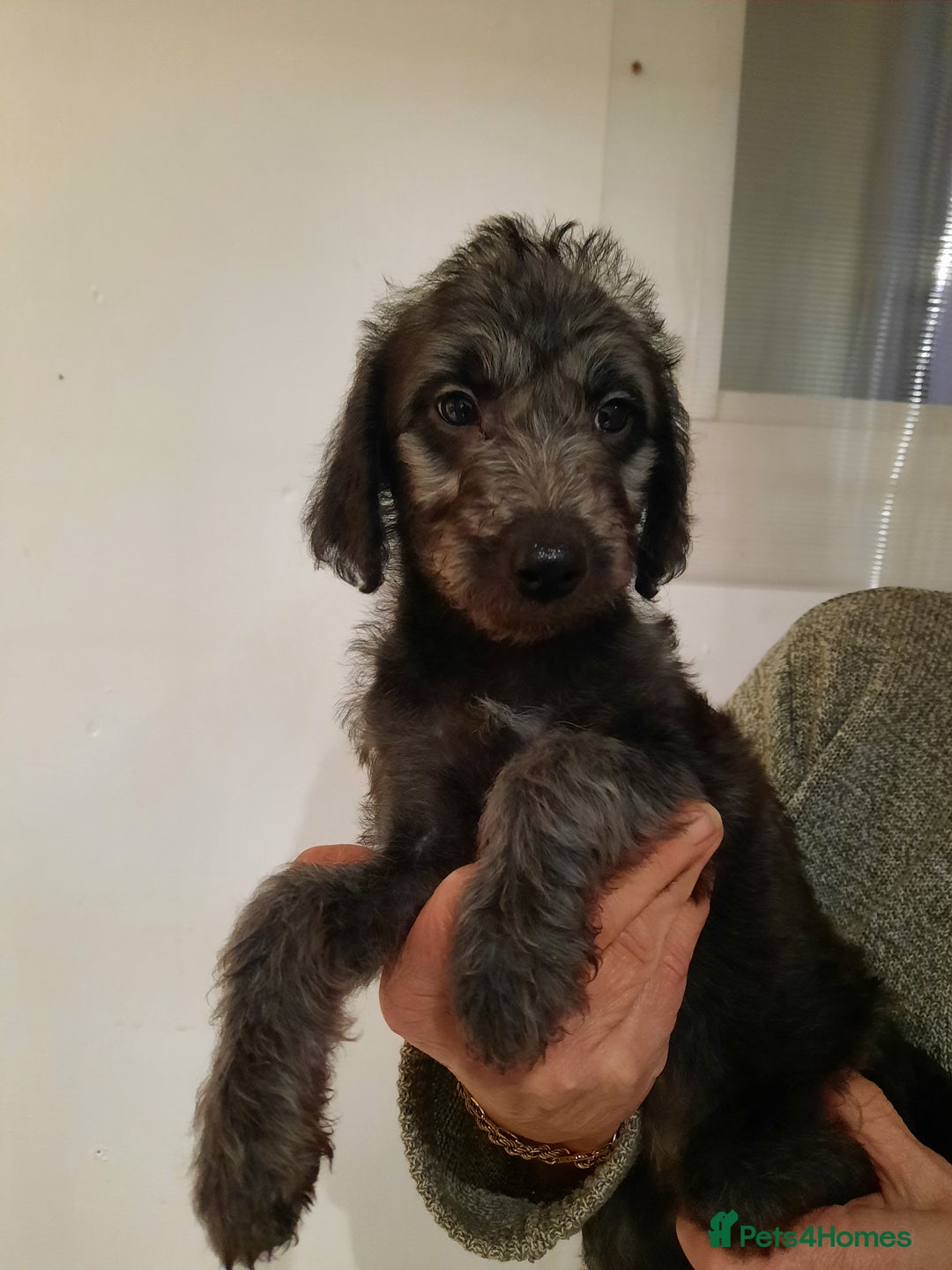 Mixed Breed dogs for sale: bedlington x whippet puppies - Advert 3