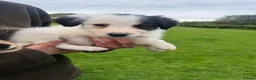 Mixed Breed dogs for sale: Beautiful collie pups  - Advert 3