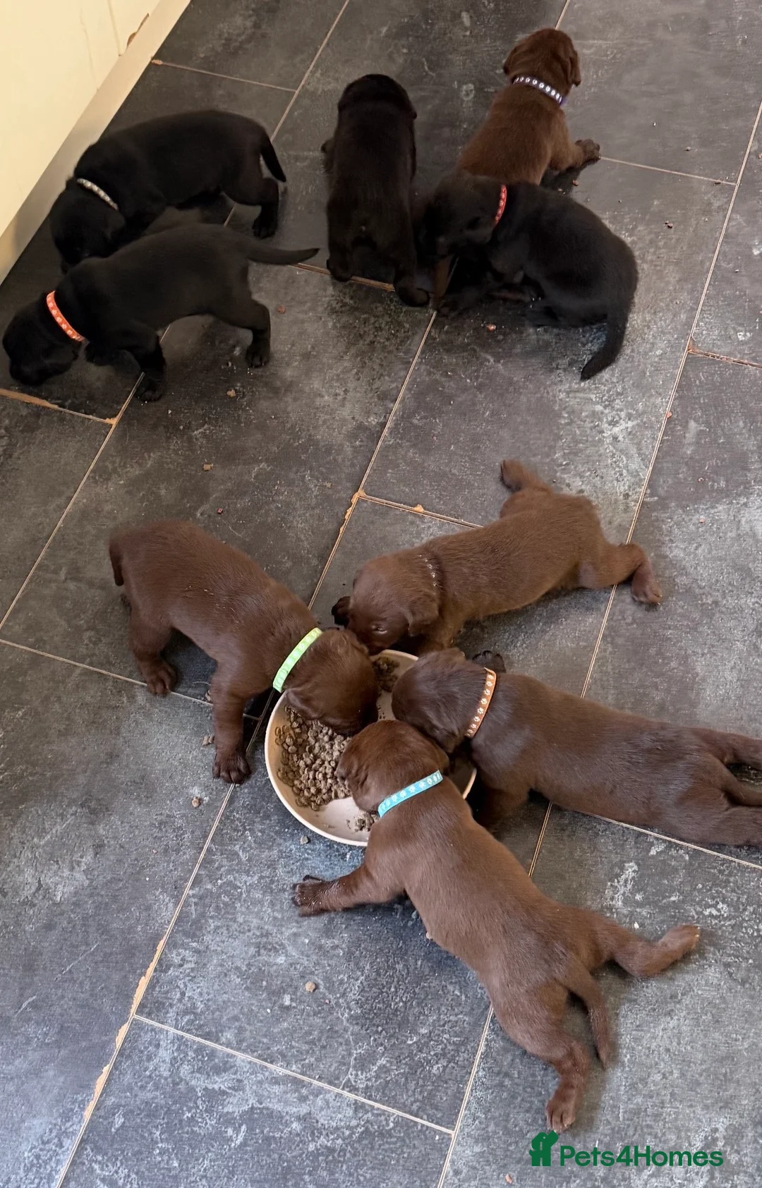 Labrador Retriever dogs for sale: Labrador puppies - Advert 2