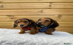 Dachshund dogs for sale: PRA clear miniature dachshund puppies long hair - Image 2
