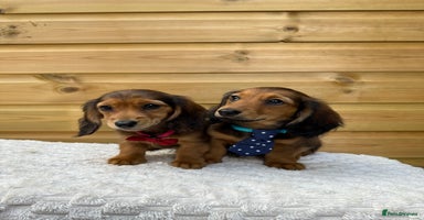 Dachshund dogs - Advert 9