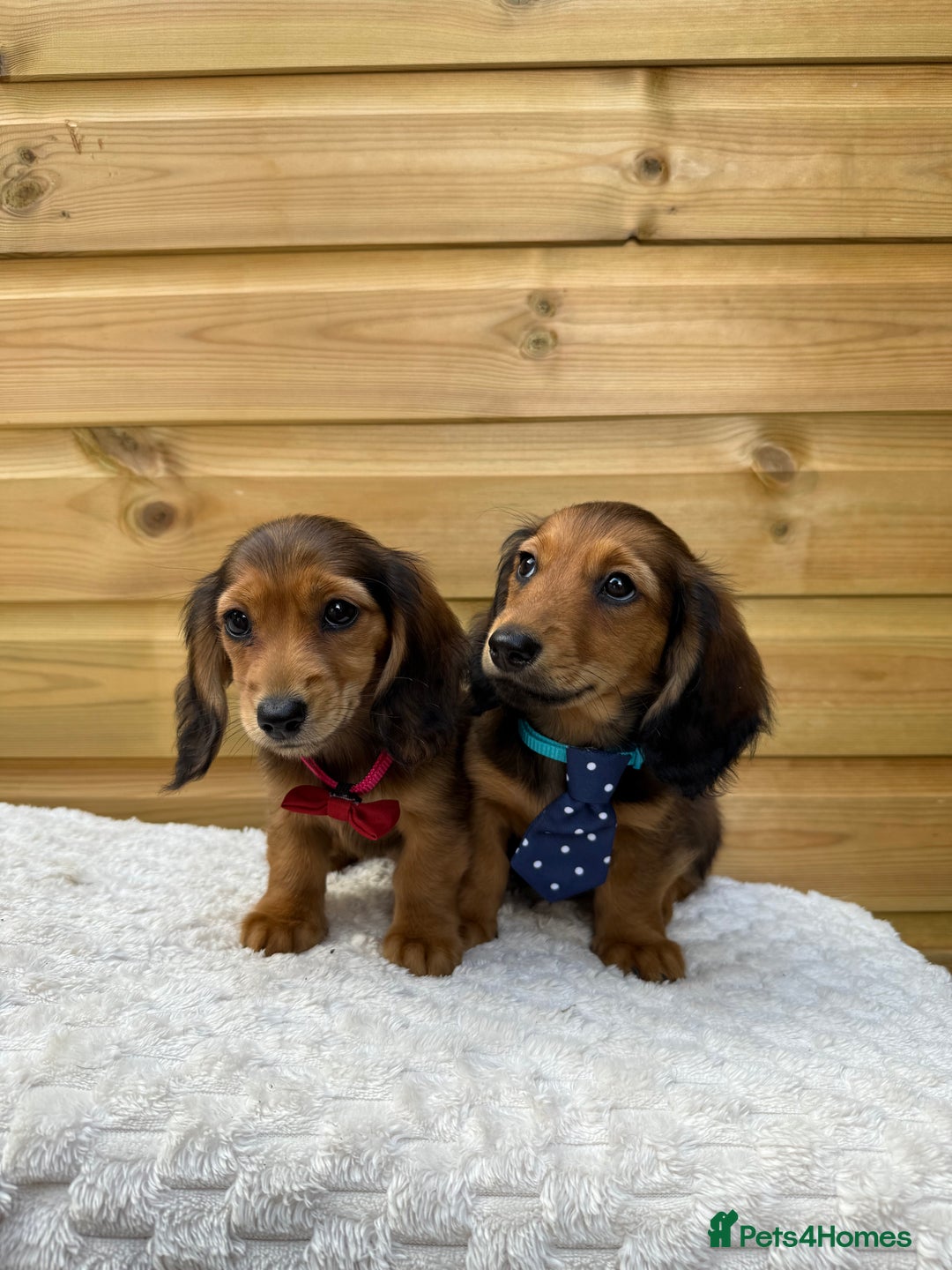 Dachshund dogs for sale: PRA clear miniature dachshund puppies long hair - Image 2
