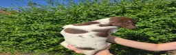 English Springer Spaniel dogs for sale: 7 Springer Spaniel Puppies ready for collection  - Advert 8