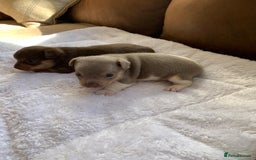 Jack Russell dogs for sale: Gorgeous Miniature Jack Russell Puppies For Sale - Image 16