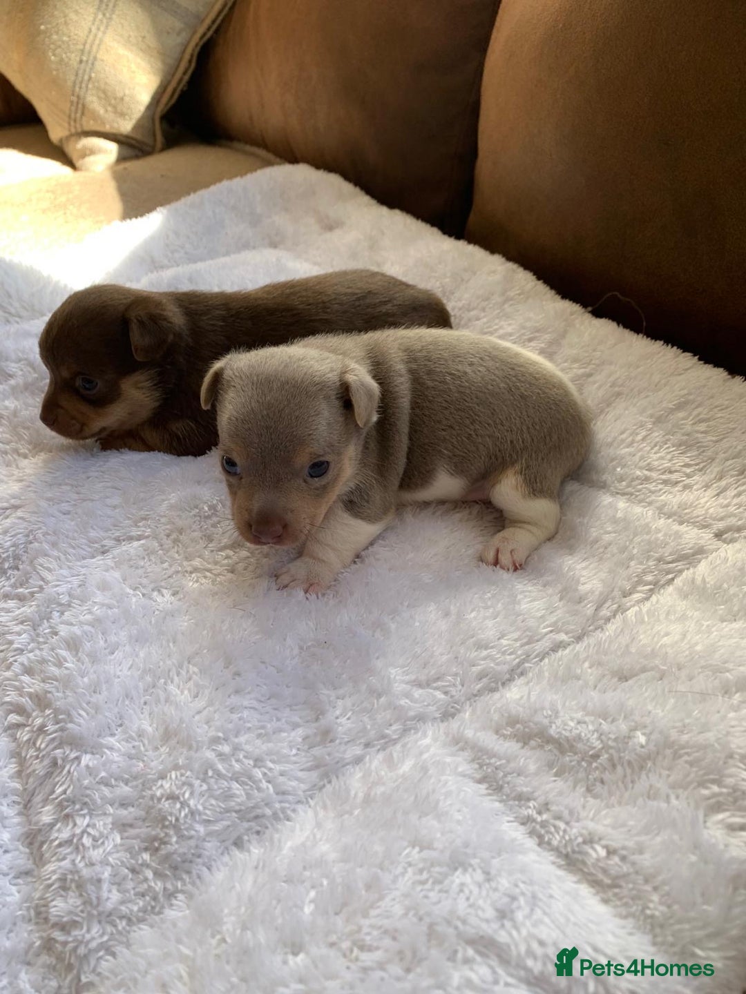 Jack Russell dogs for sale: Gorgeous Miniature Jack Russell Puppies For Sale - Image 16