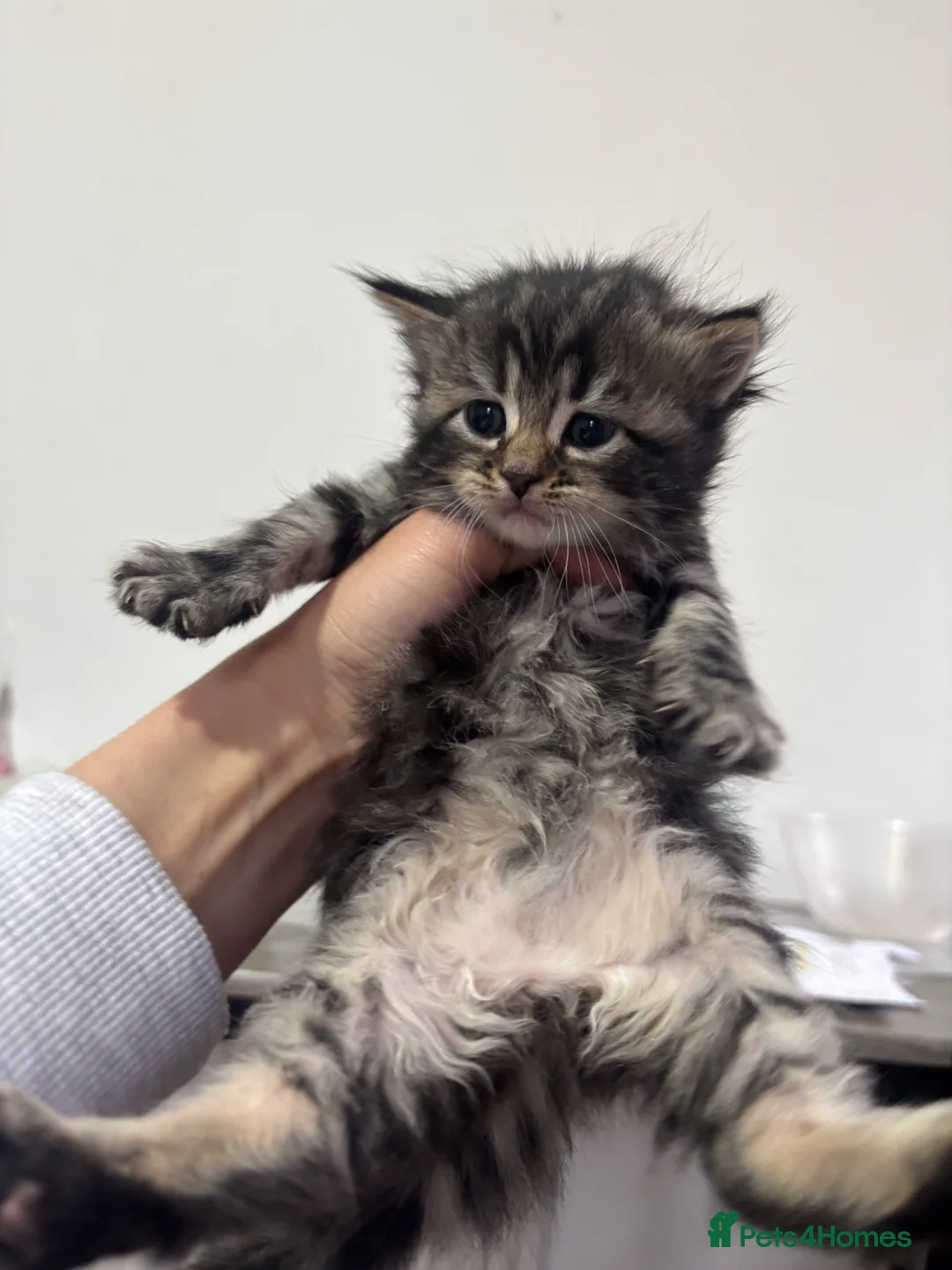 Mixed Breed cats for sale: Beautiful kittens for sale in Bradford - Advert 10