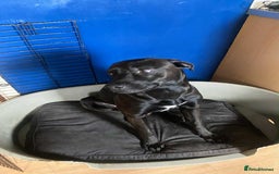 Mixed Breed dogs for sale: Bull lurcher crossed chocolate labrador  - Image 1