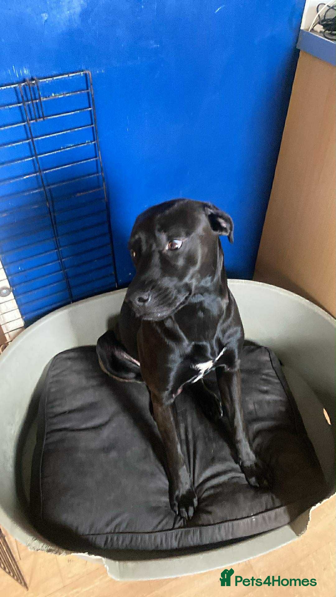 Mixed Breed dogs for sale: Bull lurcher crossed chocolate labrador  - Image 1