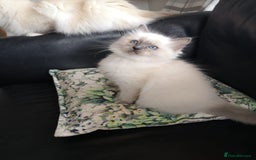 Ragdoll cats for sale: Wilbert (ragdoll)  - Image 5