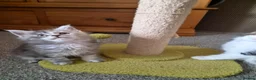 Maine Coon cats for sale: Beautiful Mainecoon kittens  - Advert 10