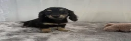 Miniature Dachshund dogs for sale: Beautiful long coat puppies ready now - Advert 5
