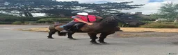 Irish Sports horses for sale: Star happy hacker/project for sale  - Advert 2