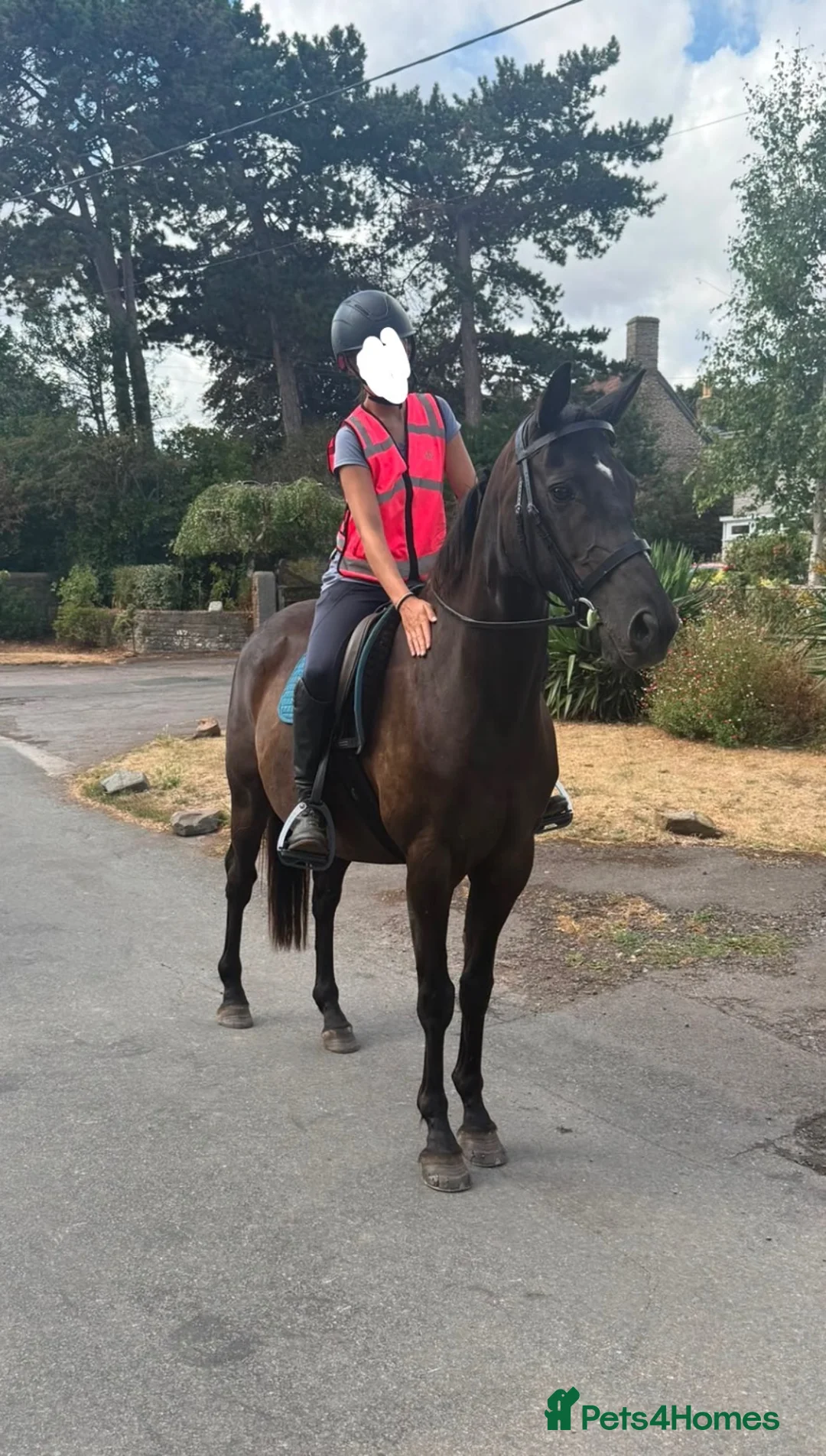 Irish Sports horses for sale: Star happy hacker/project for sale  - Advert 2