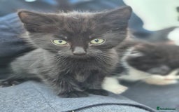 Mixed Breed cats for sale: Cute kittens for sale  - Image 3