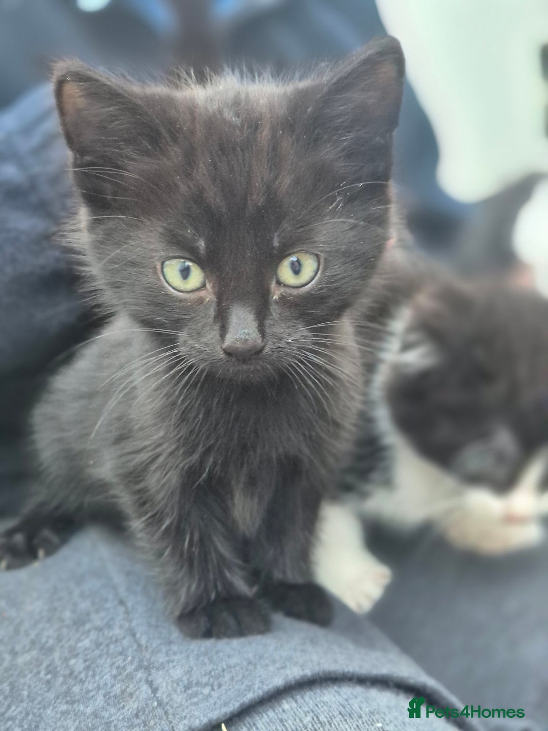 Mixed Breed cats for sale: Cute kittens for sale  - Image 3