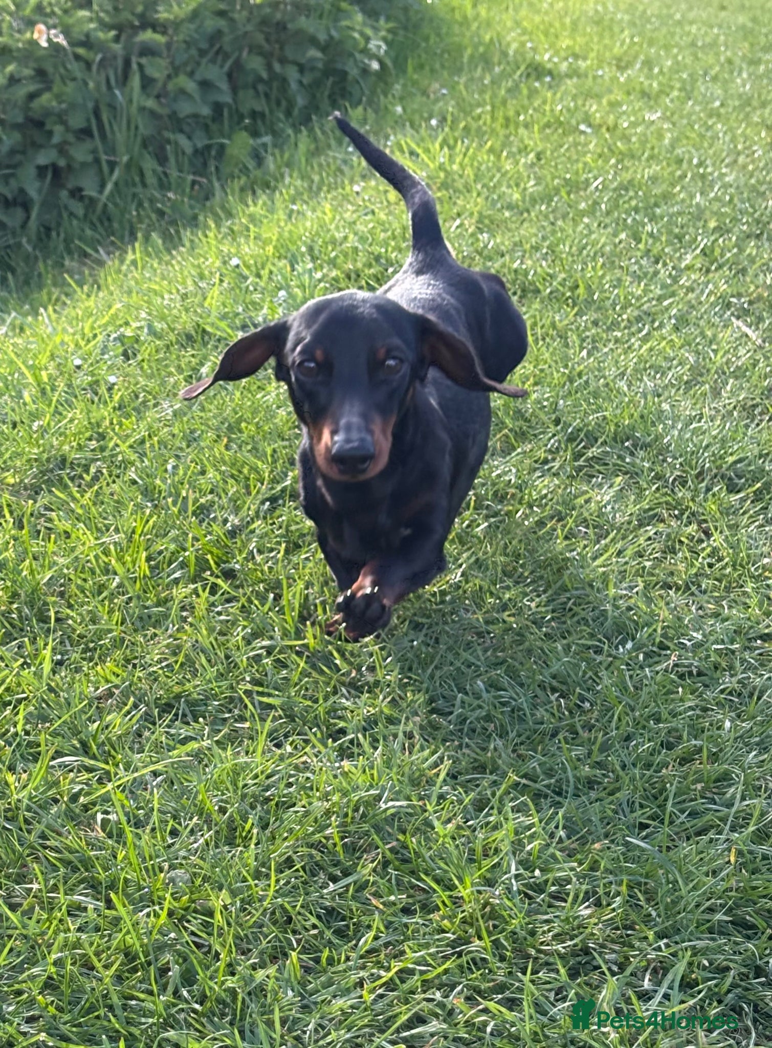 Miniature Dachshund dogs RIO — Proven Miniature Smooth Haired Dach Stud - Advert 2