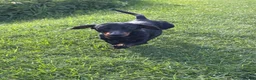 Miniature Dachshund dogs for stud: RIO — Proven Miniature Smooth Haired Dach Stud - Advert 2