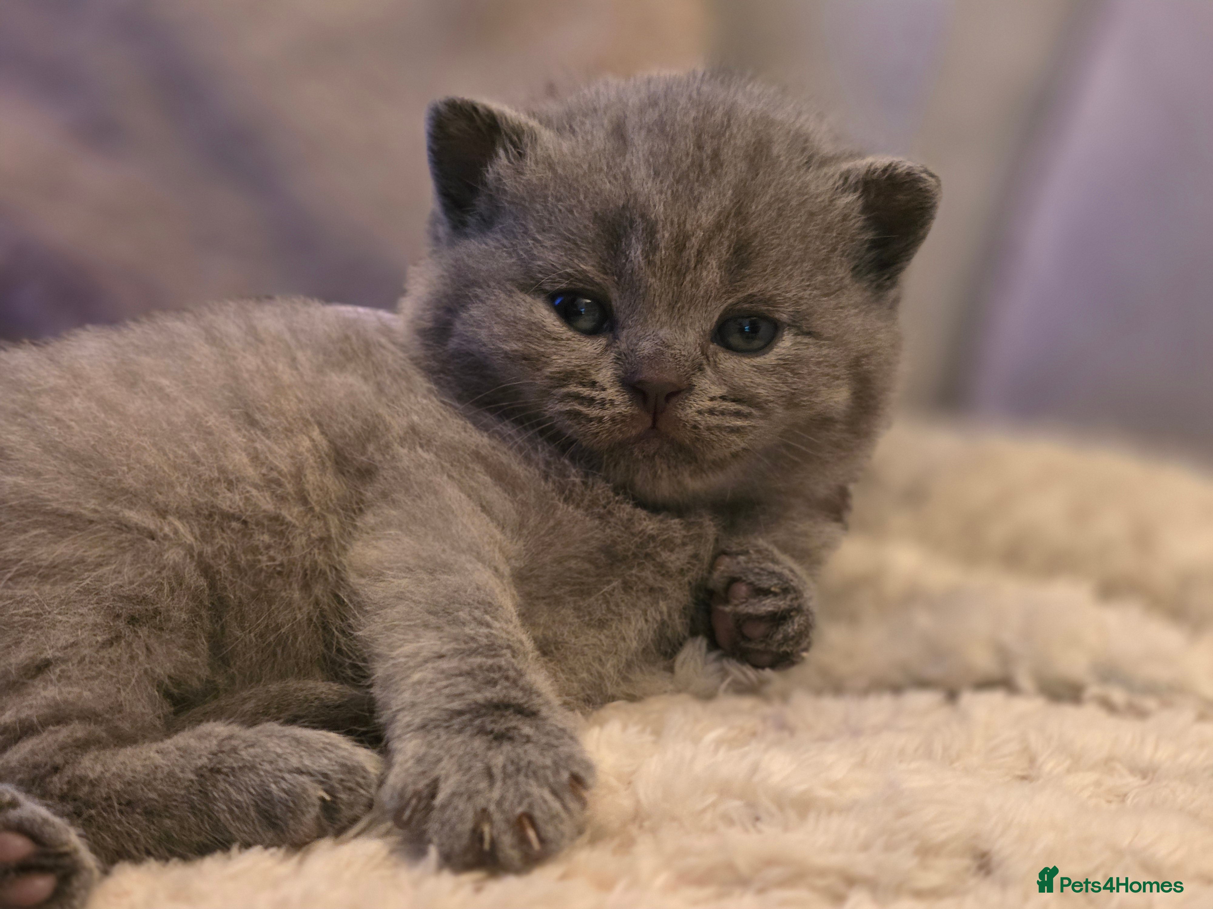 British Shorthair cats  Adorable British Shorthair Kittens - Advert 17
