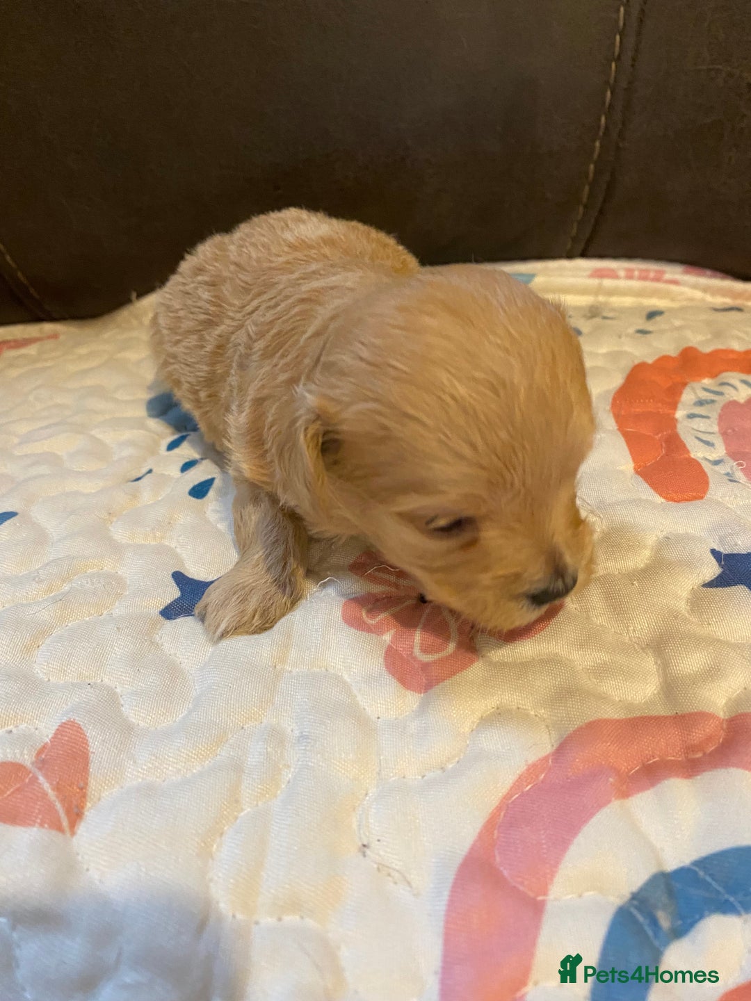 Maltipoo dogs for sale: Adorable Maltipoos Puppies  - Advert 35