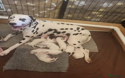 Dalmatian dogs for sale: Dalmation Puppies For Sale - Advert 3