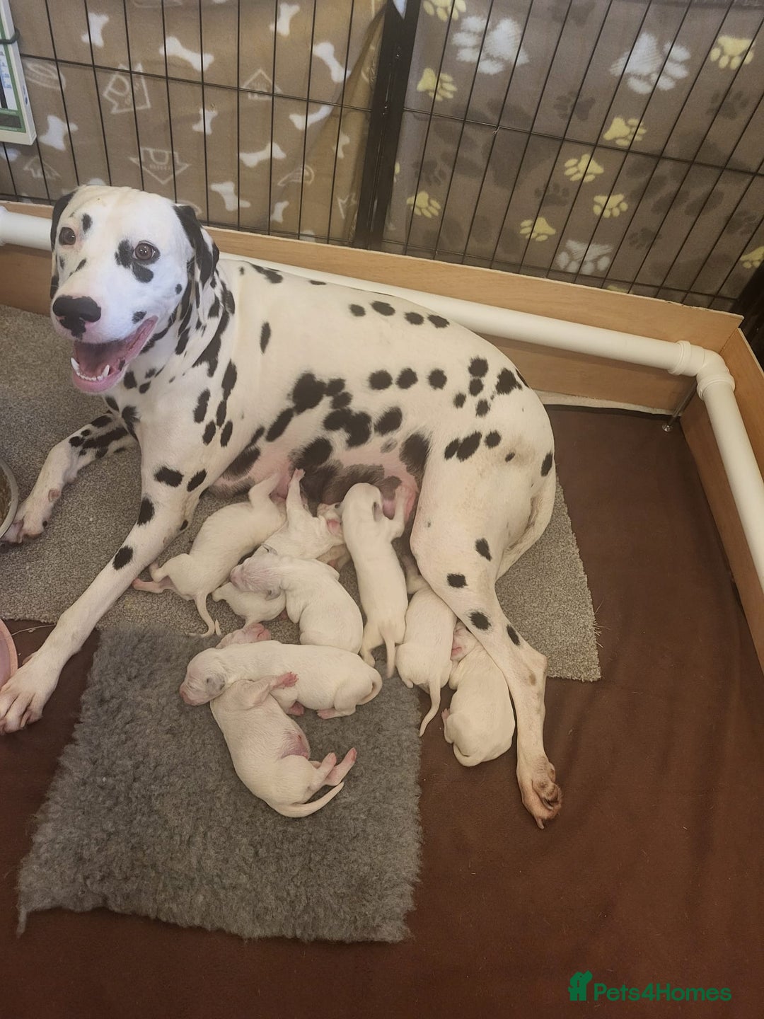 Dalmatian dogs for sale: Dalmation Puppies For Sale - Advert 3