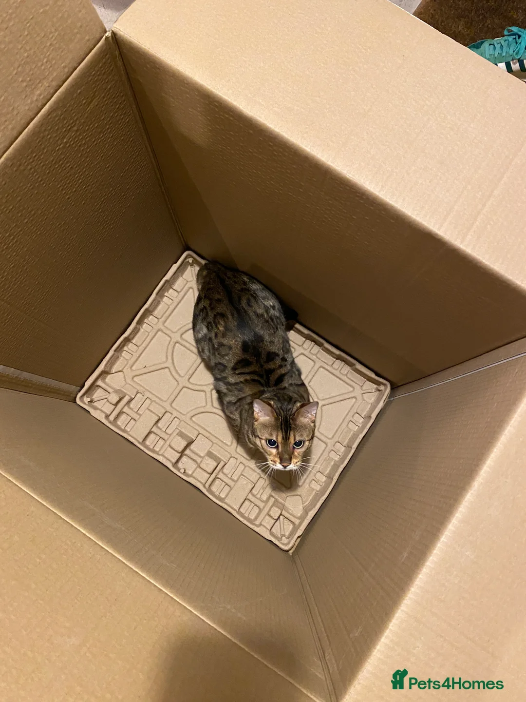 Bengal cats for sale: Gilbert in London - Advert 9