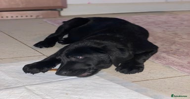 Labrador Retriever dogs - Advert 8