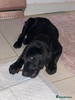 Labrador Retriever dogs - Advert 8